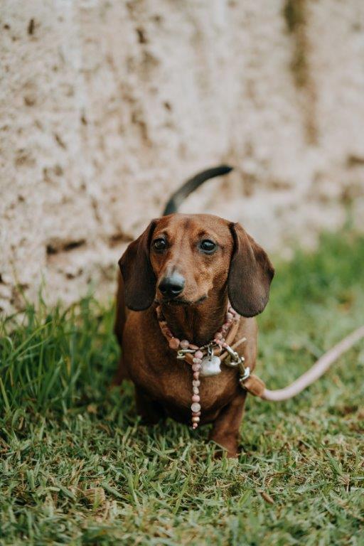 WEB59 Dog Collar Semi-Precious Stones