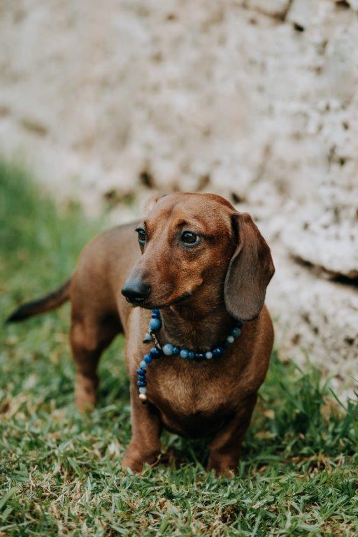 WEB53 Dog Collar Semi-Precious Stones