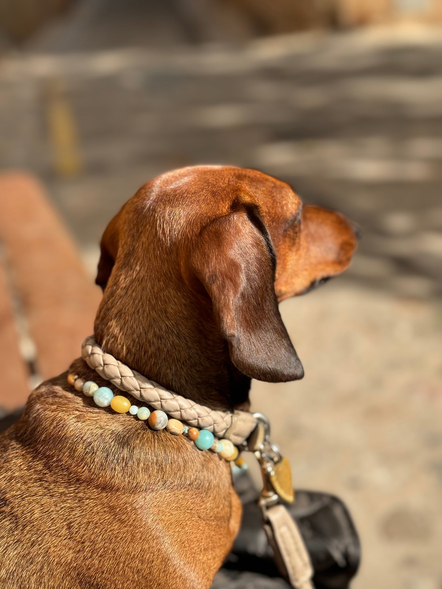 WEB16 Dog Collar Semi-Precious Stones