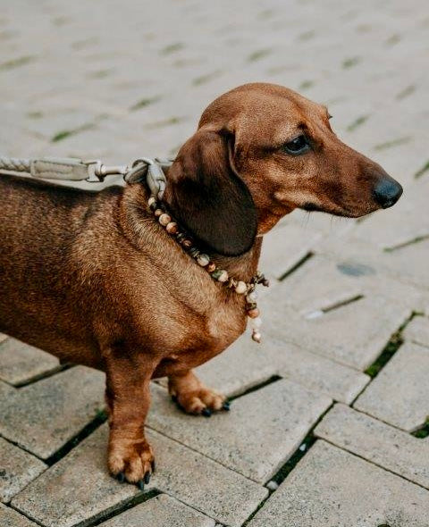 WEB8 Dog Collar Semi-Precious Stones