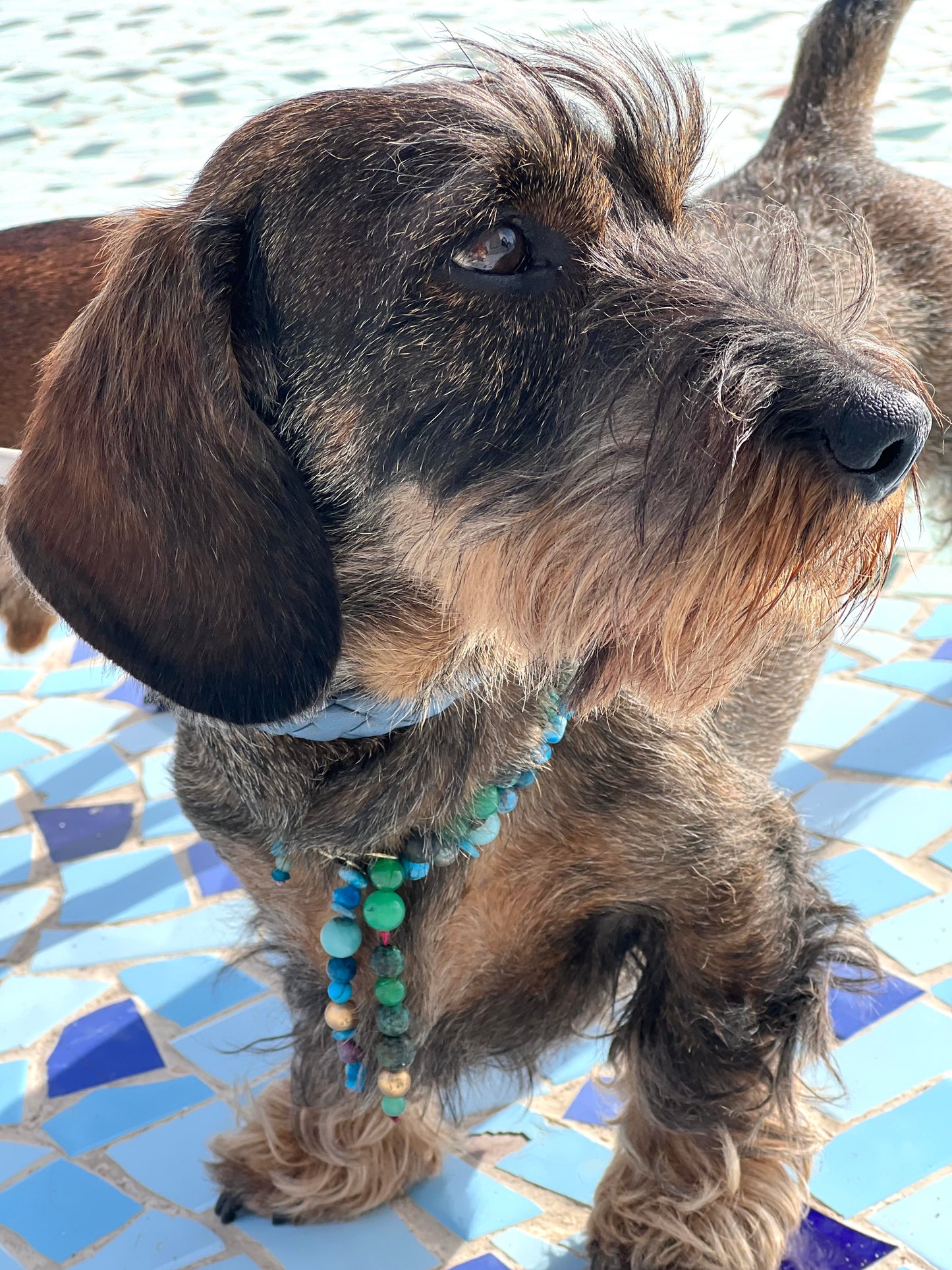 WEB1 Dog Collar Semi-Precious Stones