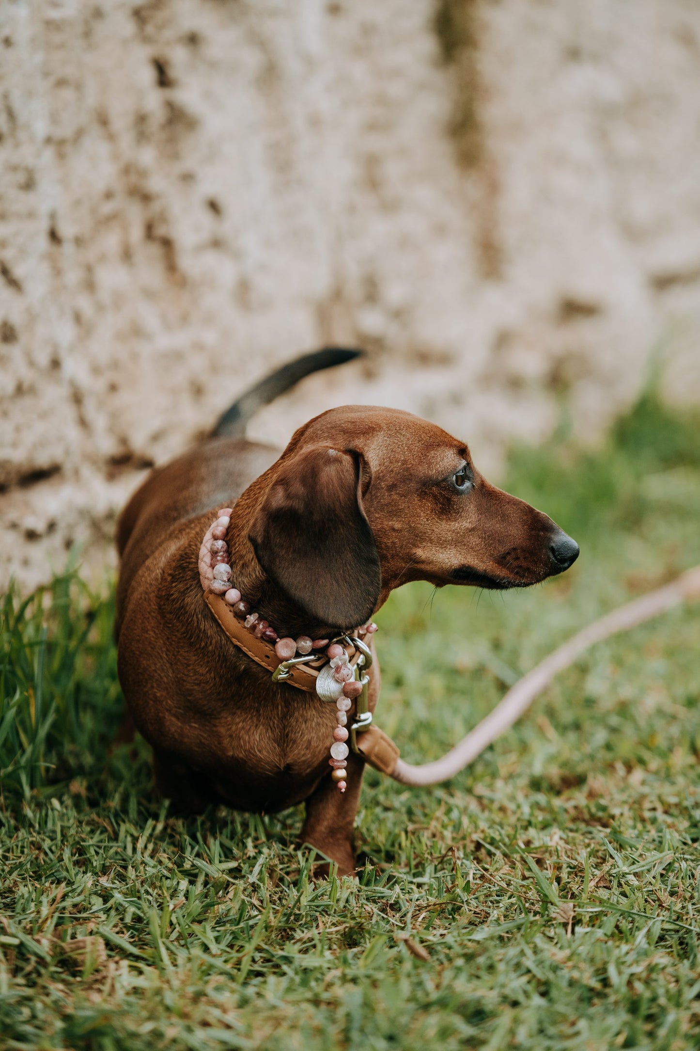 WEB5 Dog Collar Semi-Precious Stones